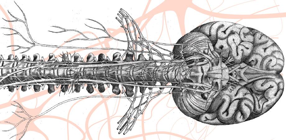 Illustration of the brain and spinal cord.